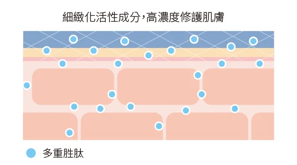細緻化活性成分，高濃度修護肌膚