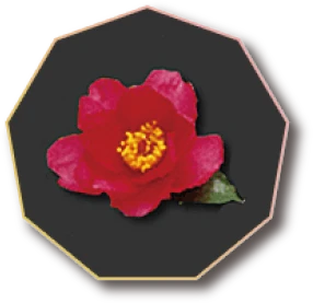 山茶花